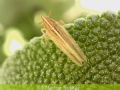 Stenocranus sp.